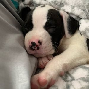 Meet your Posher, Samura